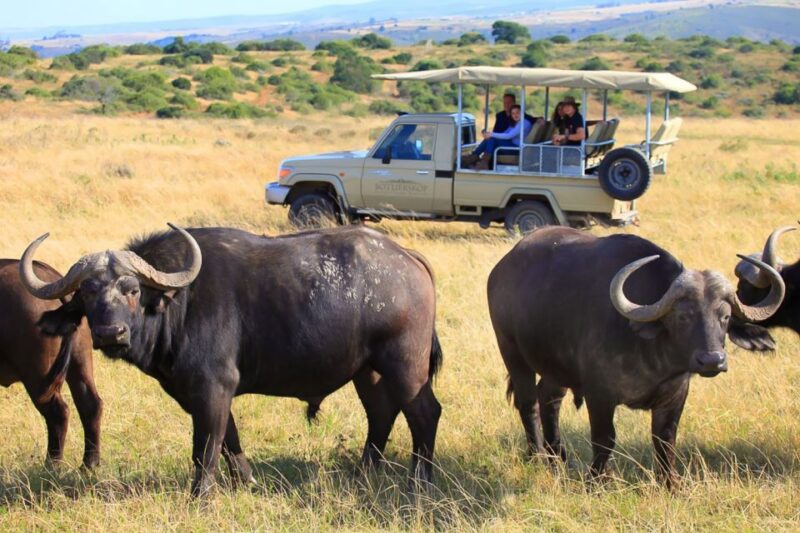 From Cape Town: 3-Day Garden Route Highlights and 4x4 Safari - Day 1: Route 62 and Cango Caves