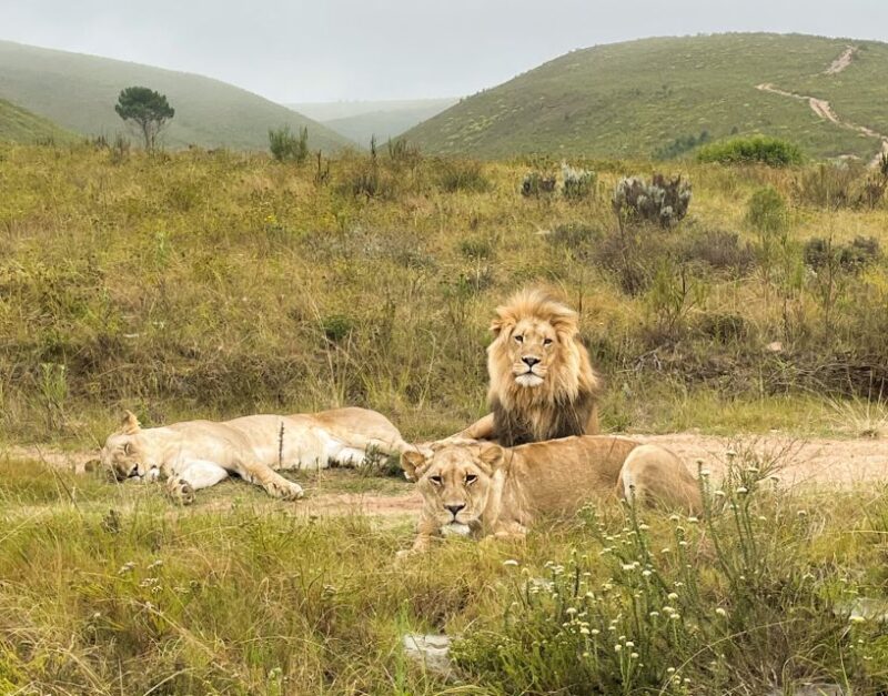From Cape Town: 3-Day Garden Route Highlights and 4x4 Safari - Day 2: Wildlife Encounters