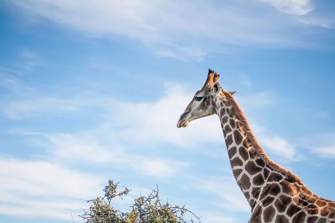 From Cape Town: 3-Day Garden Route Highlights and 4x4 Safari - Frequently Asked Questions