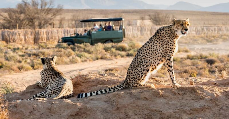 From Cape Town: 3-Day Garden Route Safari and Coastal Tour - Itinerary Highlights