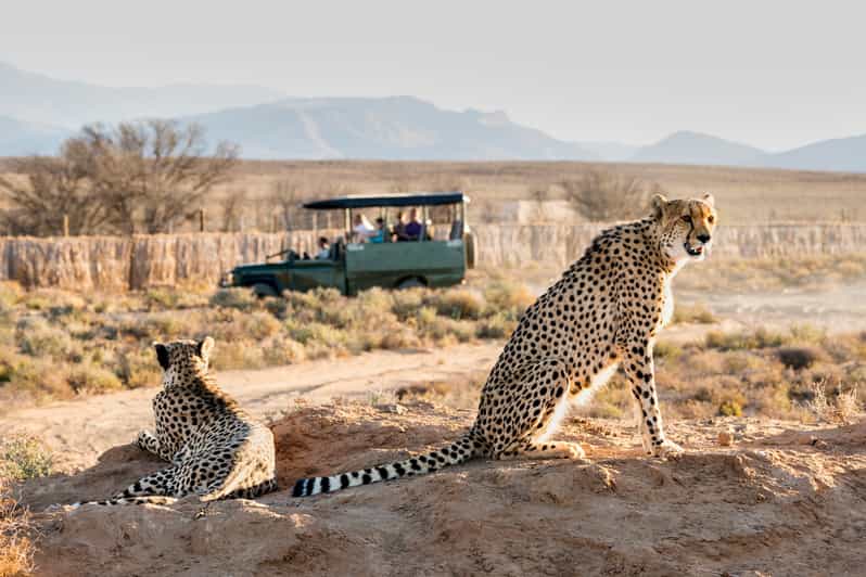 From Cape Town: 3-Day Garden Route Safari and Coastal Tour - Included Activities