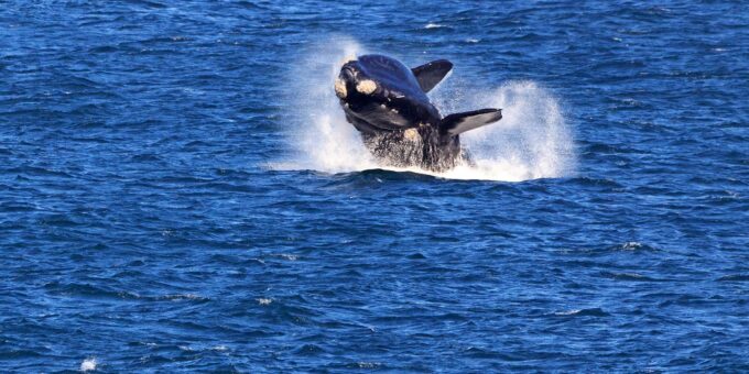 From Cape Town: 3-Day Garden Route Safari and Coastal Tour - Customer Feedback