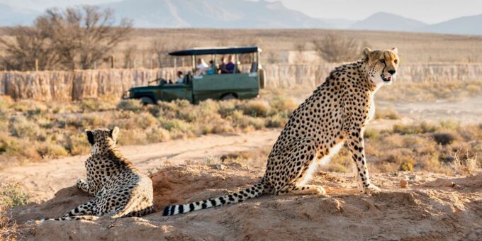 From Cape Town: 3-Day Garden Route Safari and Coastal Tour - What to Bring