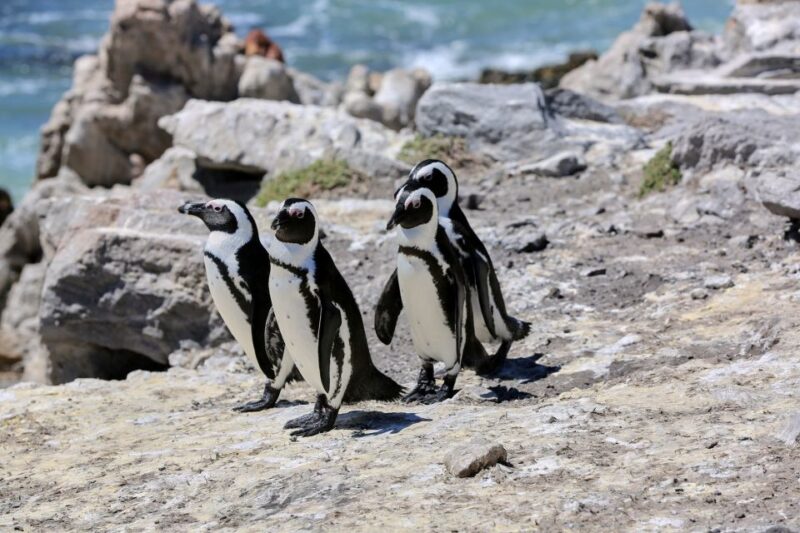 From Cape Town: 3-Day Garden Route Safari and Coastal Tour - Key Points