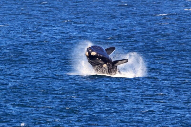 From Cape Town: 3-Day Garden Route Safari and Coastal Tour - Highlights of the Tour