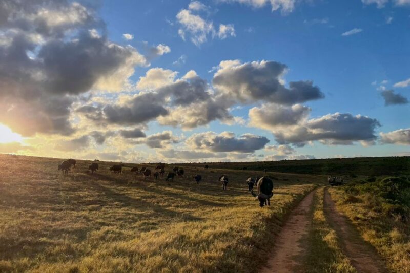 From Cape Town: 3-Day Garden Route Safari and Coastal Tour - Exploring Cape Agulhas