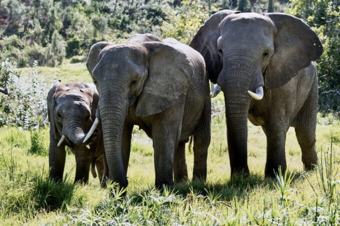 From Cape Town: 3-Day Garden Route Safari and Coastal Tour - Safari Game Drives