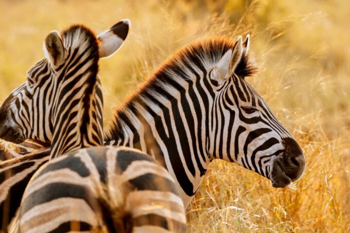 From Cape Town: 3-Day Garden Route Safari and Coastal Tour - Frequently Asked Questions