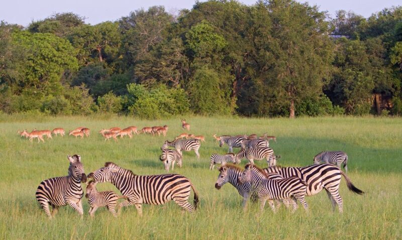 From Cape Town: 3 Days Kruger Safari & Panorama Route Tour - Key Points