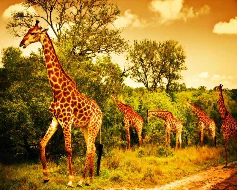 From Cape Town: 3 Days Kruger Safari & Panorama Route Tour - Kruger National Park Exploration