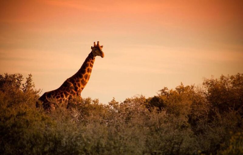 From Cape Town: 4 Day Luxury Garden Route Selection Tour - Sunset Shy Five Bush Drive
