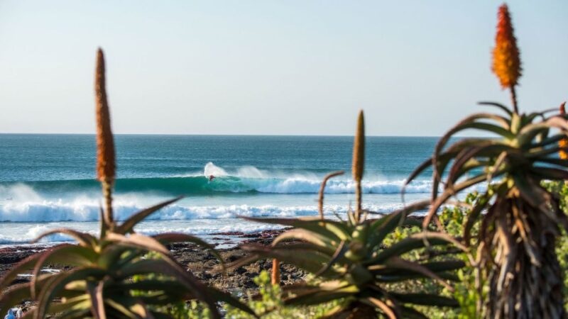 From Cape Town: 5-Day Best of Garden Route and Addo Safari - Scenic Route 62