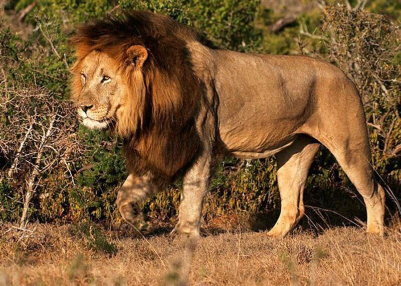 From Cape Town: 5-Day Best of Garden Route and Addo Safari - Jeffreys Bay Relaxation