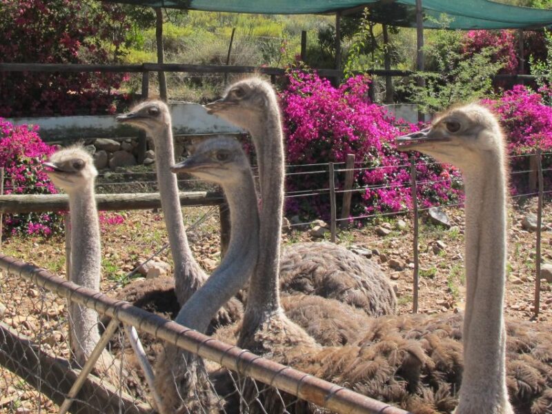 From Cape Town: 7 Day Garden Route, Addo and Winelands Combo - Accommodation Options