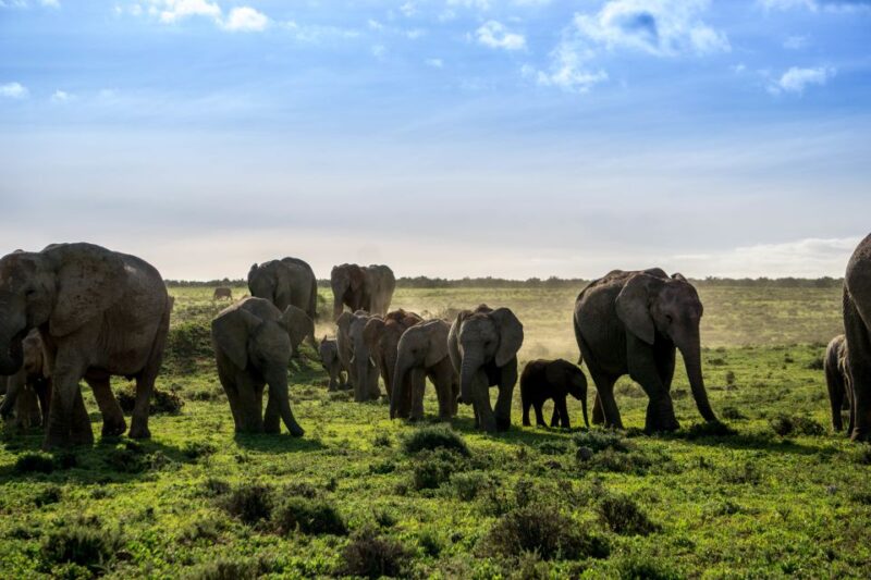 From Cape Town: 7 Day Garden Route, Addo and Winelands Combo - Addo National Park Safari