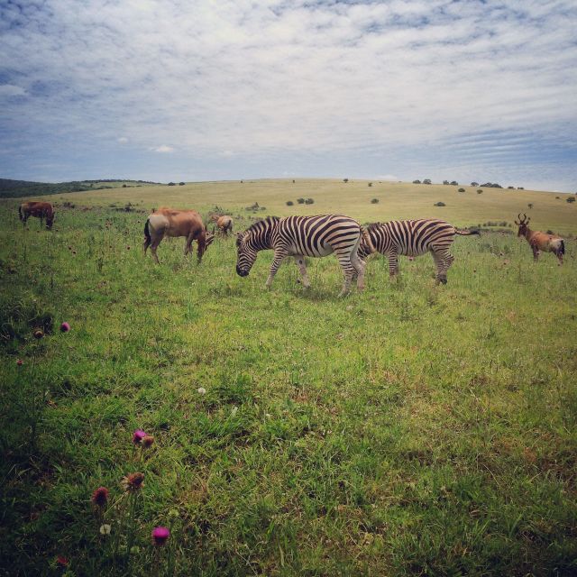 From Cape Town: 7 Day Garden Route, Addo and Winelands Combo - Pricing and Cancellation