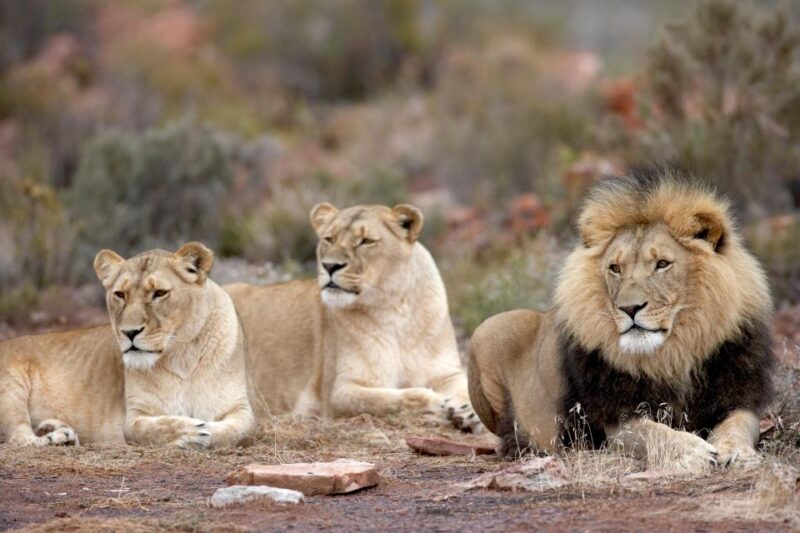 From Cape Town: Aquila Game Reserve Safari Tour With Lunch - Key Points
