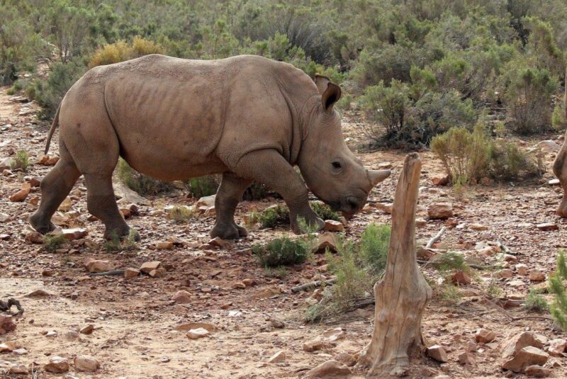 From Cape Town: Aquila Game Reserve Safari Tour With Lunch - Inclusions