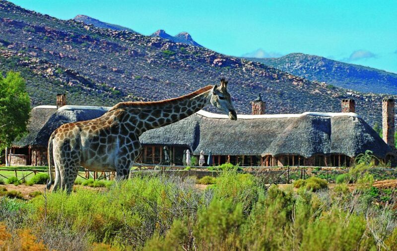 From Cape Town: Aquila Game Reserve Safari Tour With Lunch - Safari Adventure