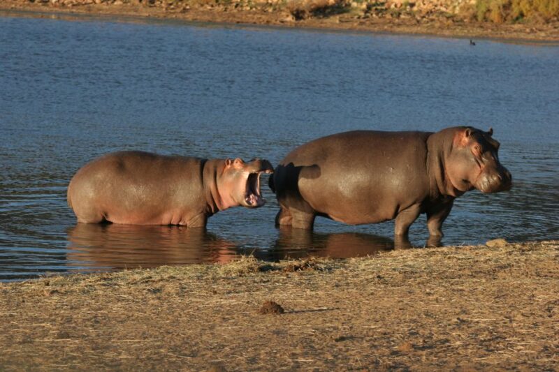 From Cape Town: Aquila Game Reserve Safari Tour With Lunch - Wining and Dining