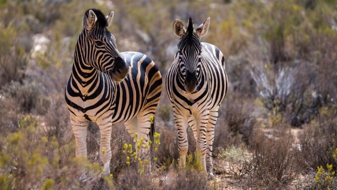 From Cape Town: Aquila Game Reserve Safari Tour With Lunch - Convenience and Flexibility