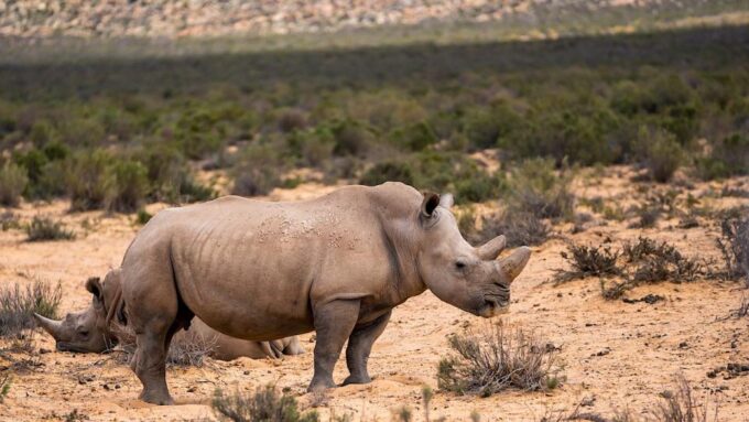 From Cape Town: Aquila Game Reserve Safari Tour With Lunch - Frequently Asked Questions