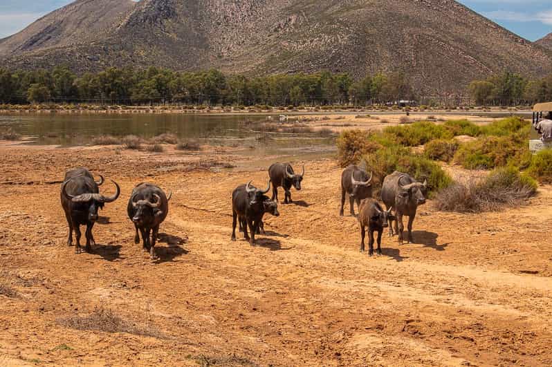 From Cape Town: Aquila Game Reserve Safari With Transfers - Key Points