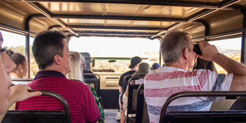 From Cape Town: Aquila Game Reserve Safari With Transfers - Overview and Pricing
