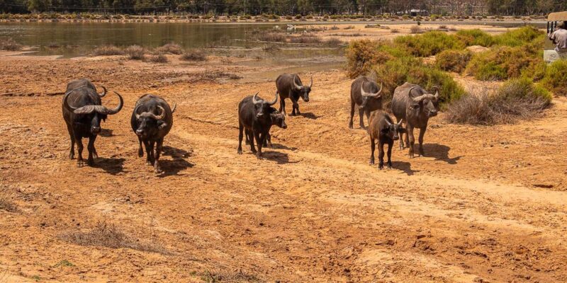 From Cape Town: Aquila Game Reserve Safari With Transfers - Important Details