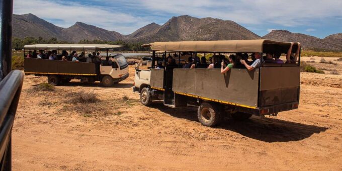From Cape Town: Aquila Game Reserve Safari With Transfers - Pickup and Transfers