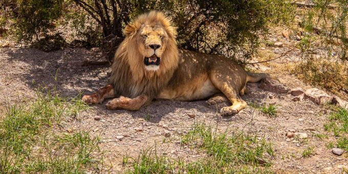From Cape Town: Aquila Game Reserve Safari With Transfers - Frequently Asked Questions