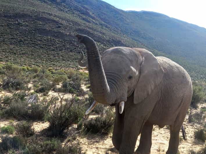 From Cape Town: Aquila Game Reserve Sunset Game Drive - Key Points