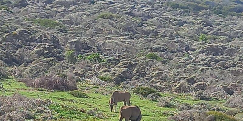 From Cape Town: Aquila Game Reserve Sunset Game Drive - Itinerary and Experience