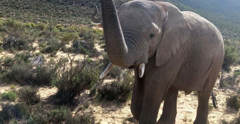 From Cape Town: Aquila Game Reserve Sunset Game Drive - Guide and Additional Options