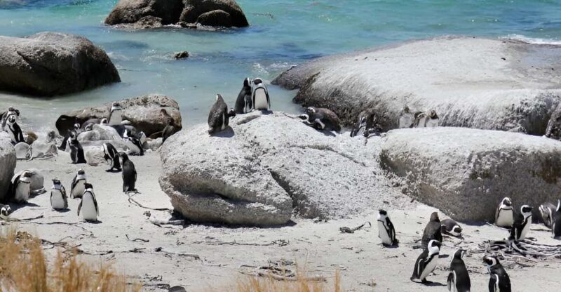 From Cape Town: Cape Of Good Hope And Penguin Guided Tour - Experience Details