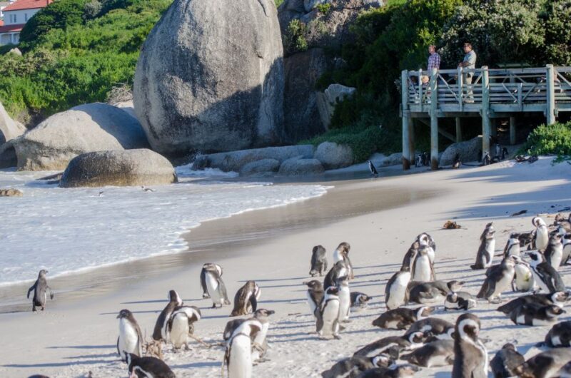 From Cape Town: Cape Point and Boulders Beach Full-Day Tour - Pickup and Drop-off Locations