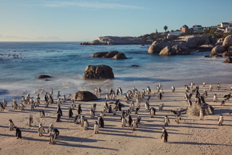 From Cape Town: Cape Point and Boulders Beach Full-Day Tour - Itinerary Highlights