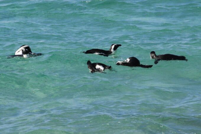 From Cape Town: Cape Point and Boulders Beach Full-Day Tour - Visit Boulders Beach