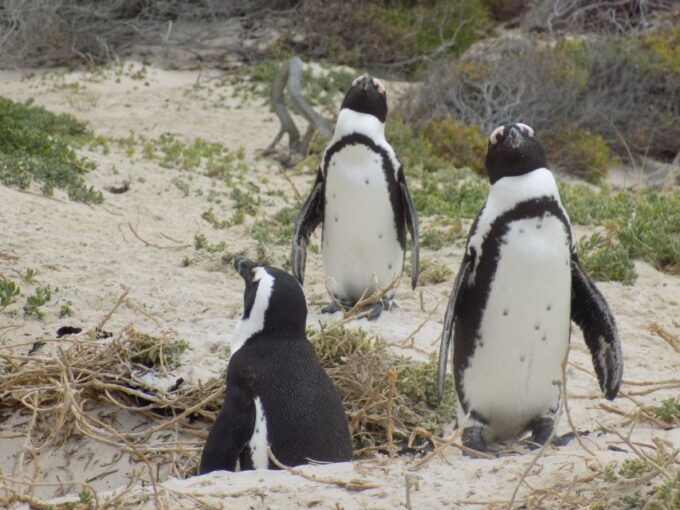 From Cape Town: Cape Point and Boulders Beach Full-Day Tour - Tour Inclusions