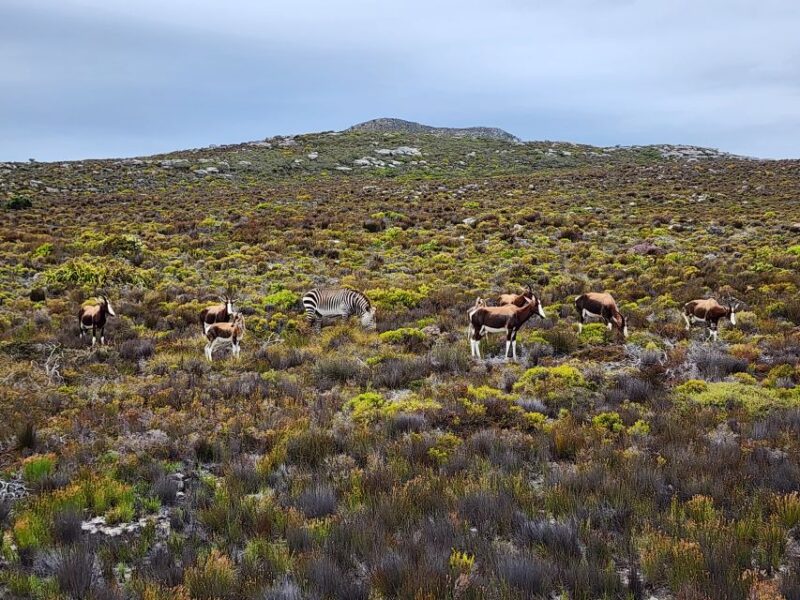From Cape Town: Cape Point & Boulders Beach Full-Day Tour - Tour Itinerary
