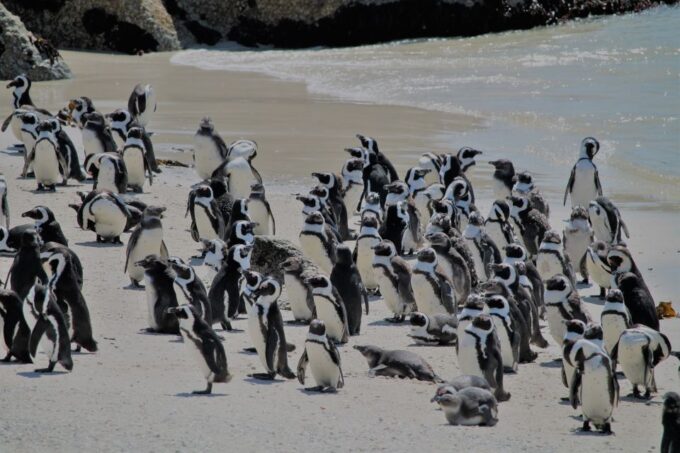 From Cape Town: Cape Point & Boulders Beach Full-Day Tour - Visiting Simons Town