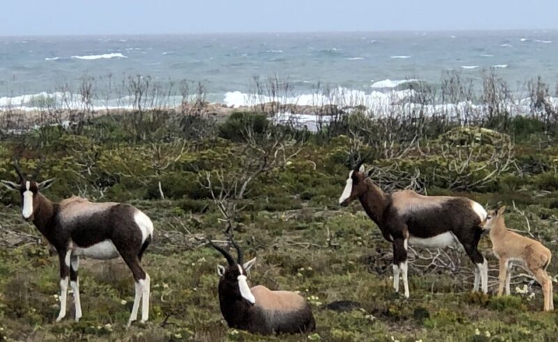 From Cape Town: Cape Point National Park E-Bike Tour - Exhilarating E-Biking Experience
