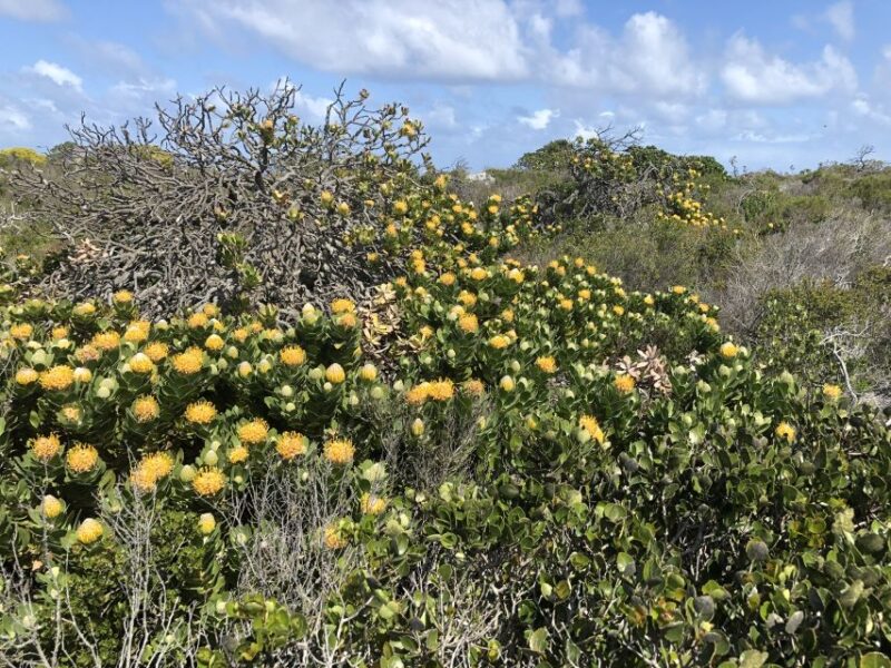 From Cape Town: Cape Point National Park E-Bike Tour - Funicular Ride to the Peak