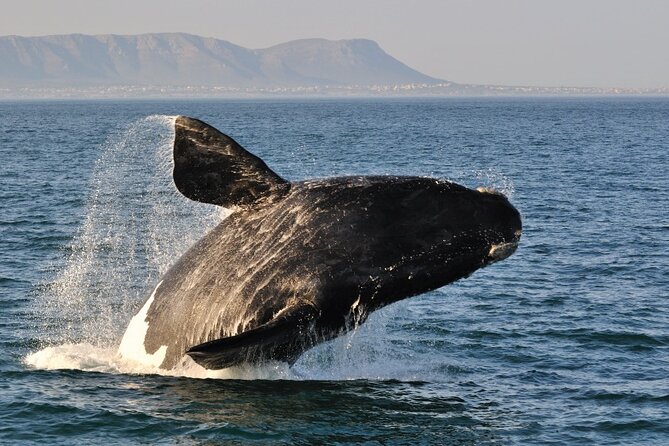 From Cape Town: Full Day Guided Hermanus Explorer Tour - Whale Sightseeing Cruise