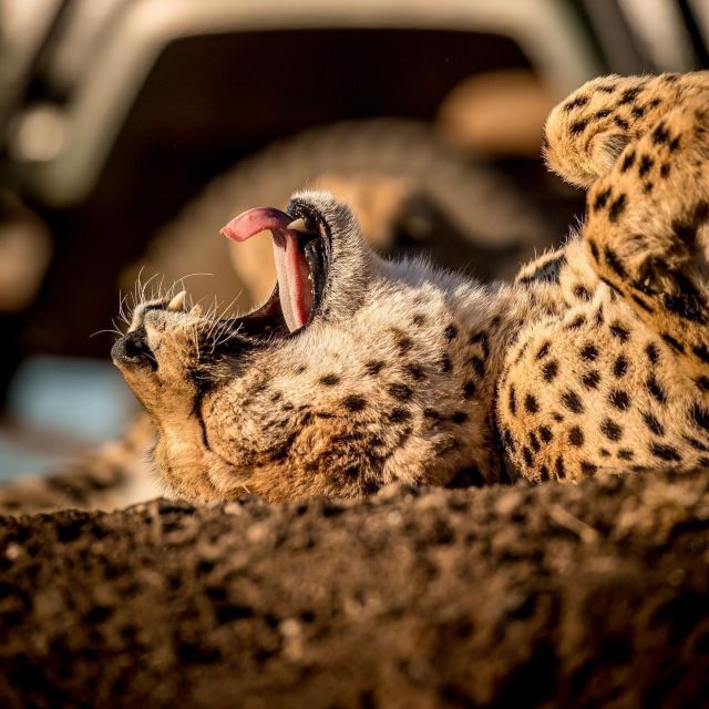 From Cape Town: Full-Day Safari With Breakfast and Lunch - Key Points
