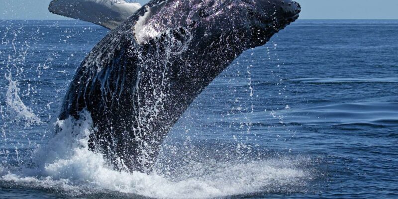 From Cape Town: Full Day Tour to Hermanus - Whale Watching Experience