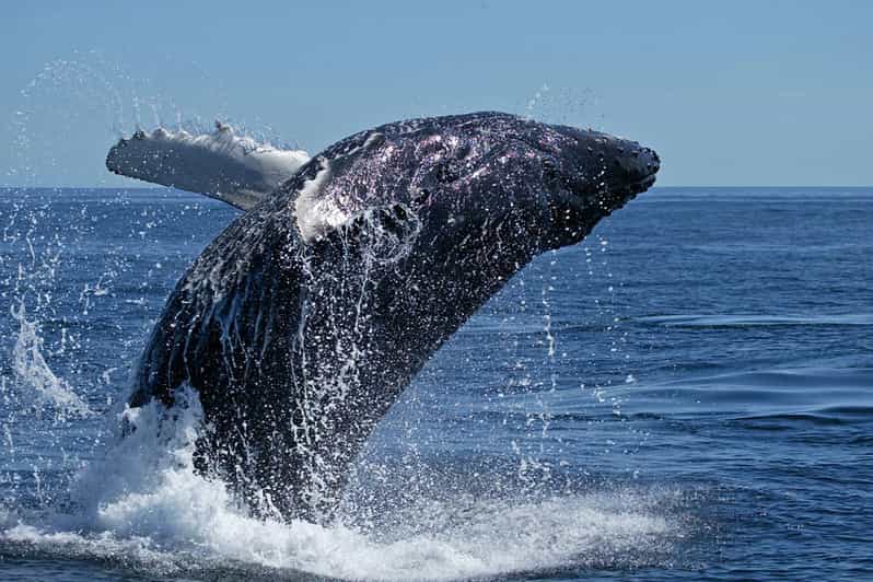 From Cape Town: Full Day Tour to Hermanus - Scenic Route and Attractions