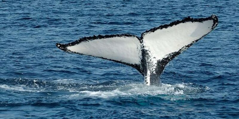From Cape Town: Full Day Tour to Hermanus - Tour Inclusions and Logistics