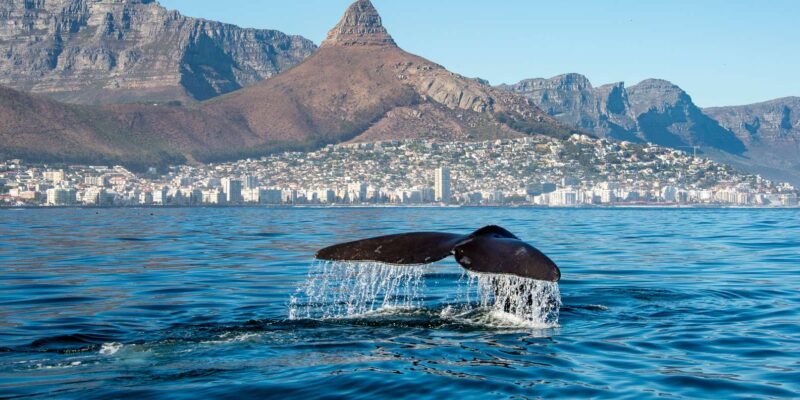 From Cape Town: Full Day Tour to Hermanus - Customer Feedback and Ratings