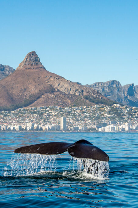 From Cape Town: Full Day Tour to Hermanus - Frequently Asked Questions (FAQs)